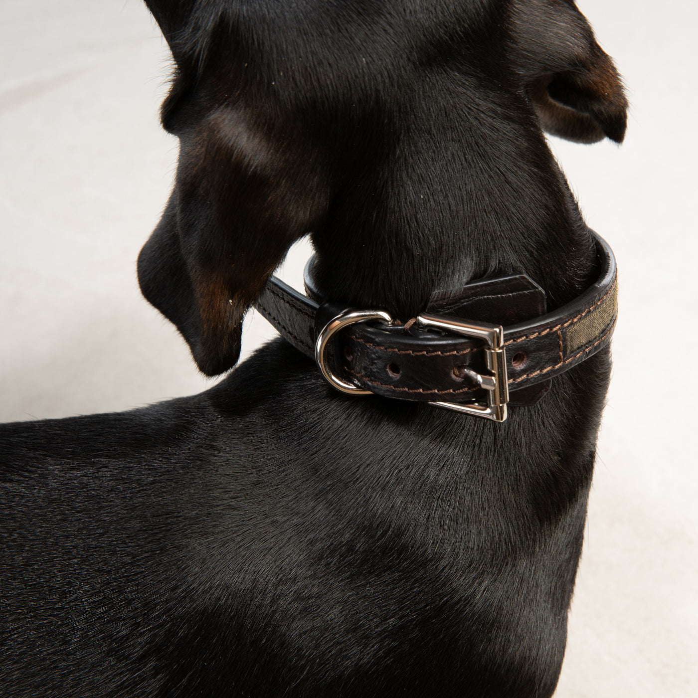 Bespoke Dog collar